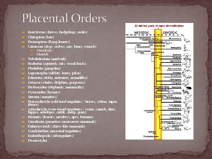 Placental Orders Insectivora (shrews, hedgehogs, moles) Chiroptera (bats) Dermoptera (flying lemurs) Carnivora (dogs, wolves,