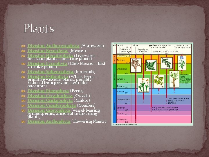 Plants Division Anthocerophyta (Hornworts) Division Bryophyta (Mosses) Division Hepatophyta (Liverworts – first land plants