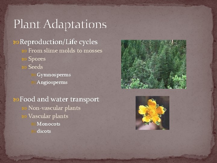 Plant Adaptations Reproduction/Life cycles From slime molds to mosses Spores Seeds Gymnosperms Angiosperms Food