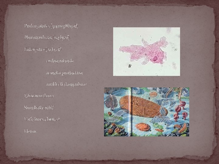 Prokaryototes (3. 3 to 3. 8 bya? ) Photosynthesis (2. 3 bya? ) Eukaryotes
