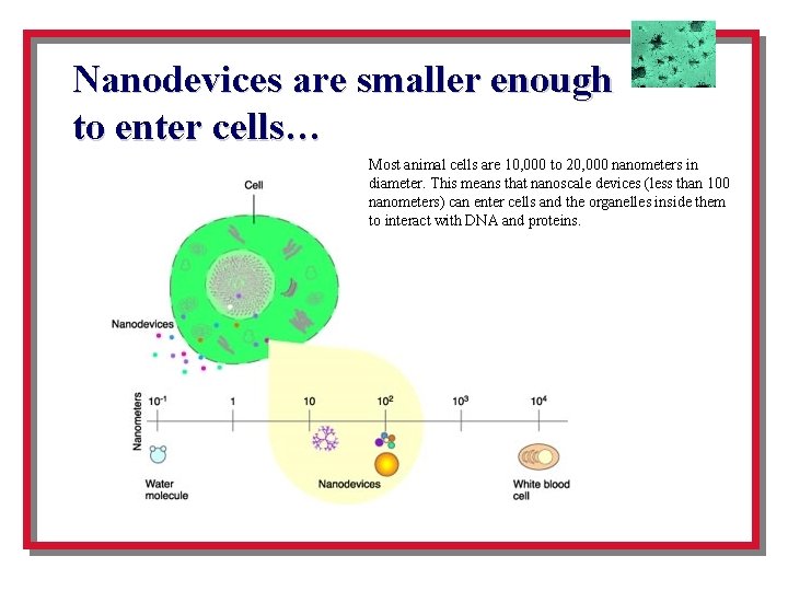 Nanodevices are smaller enough to enter cells… Most animal cells are 10, 000 to