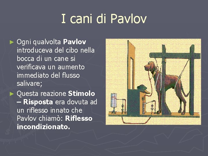 I cani di Pavlov Ogni qualvolta Pavlov introduceva del cibo nella bocca di un