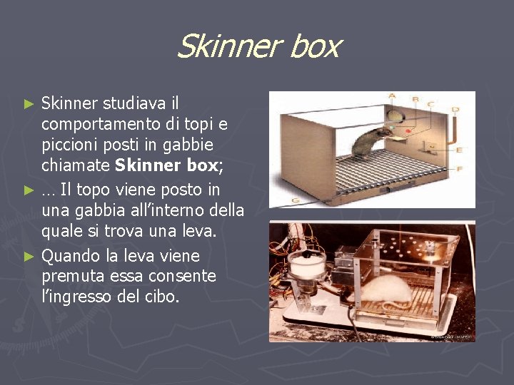 Skinner box Skinner studiava il comportamento di topi e piccioni posti in gabbie chiamate