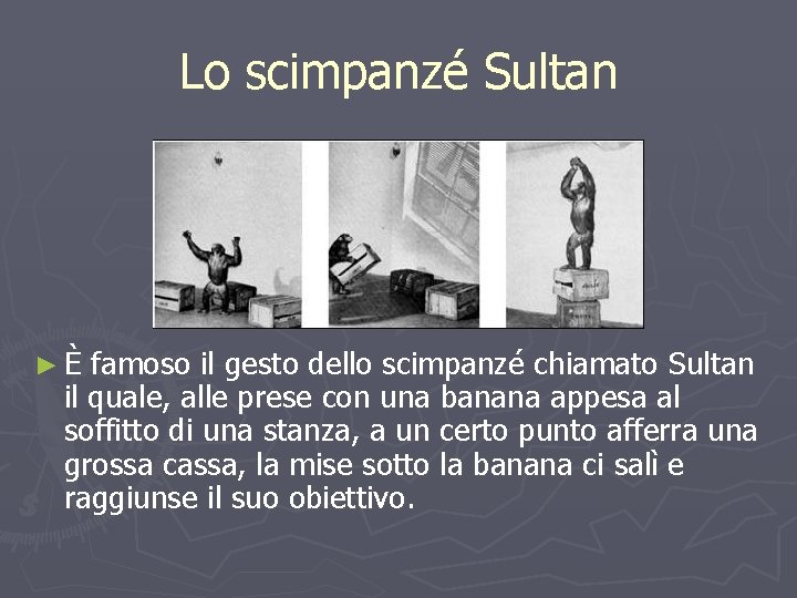 Lo scimpanzé Sultan ►È famoso il gesto dello scimpanzé chiamato Sultan il quale, alle