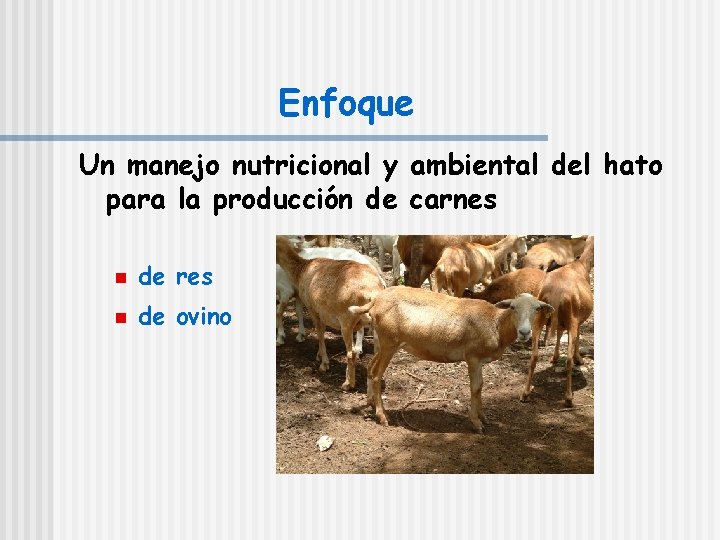 Enfoque Un manejo nutricional y ambiental del hato para la producción de carnes n