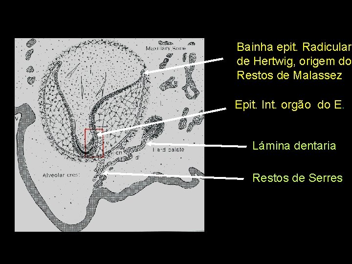 Bainha epit. Radicular de Hertwig, origem do Restos de Malassez Epit. Int. orgão do