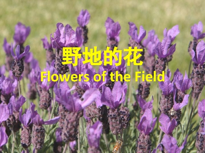 野地的花 Flowers of the Field 