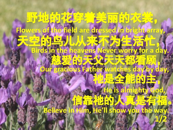 野地的花穿着美丽的衣裳， Flowers of the field are dressed in bright array, 天空的鸟儿从来不为生活忙， Birds in the