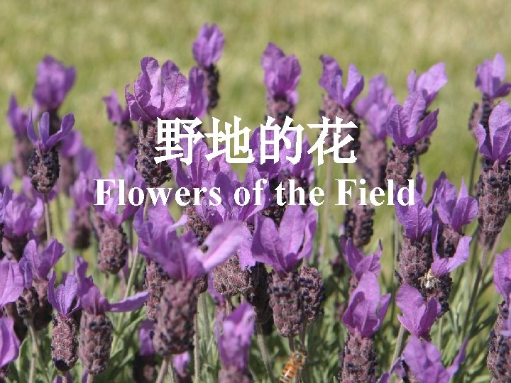 野地的花 Flowers of the Field 