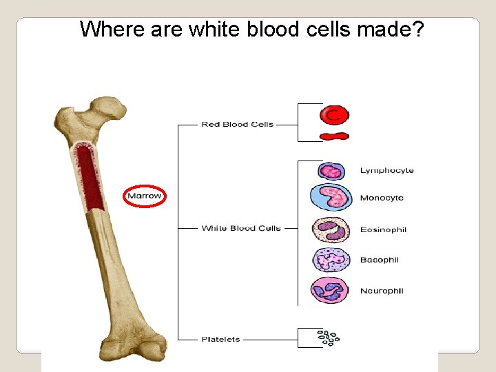 Where are white blood cells made? 