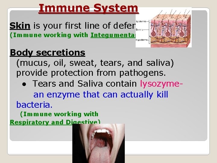 Immune System Skin is your first line of defense. (Immune working with Integumentary) Body