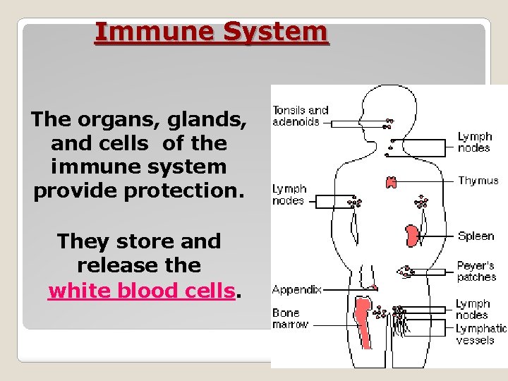 Immune System The organs, glands, and cells of the immune system provide protection. They