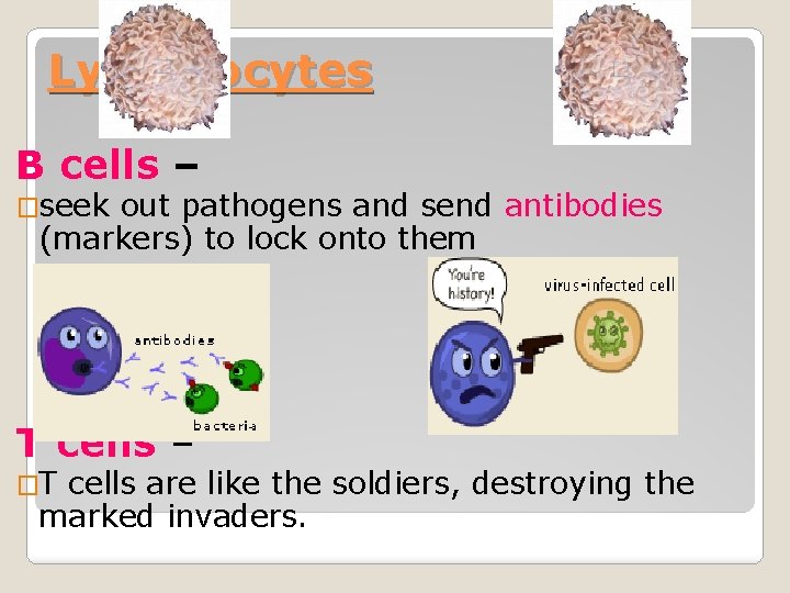 Lymphocytes B cells – �seek out pathogens and send antibodies (markers) to lock onto
