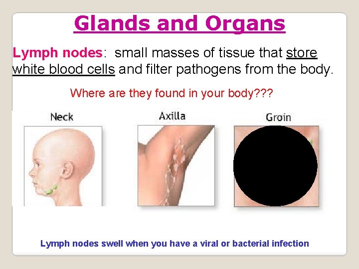 Glands and Organs Lymph nodes: small masses of tissue that store white blood cells