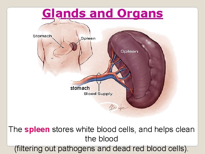 Glands and Organs stomach The spleen stores white blood cells, and helps clean the