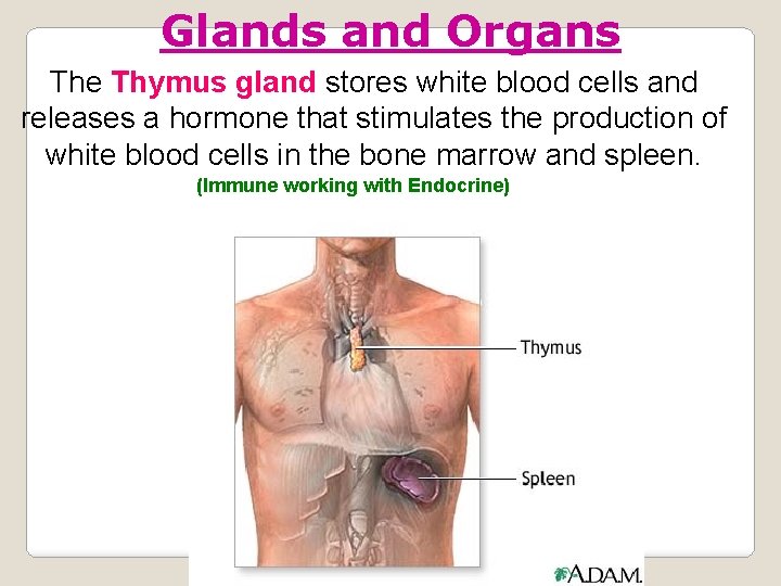 Glands and Organs The Thymus gland stores white blood cells and releases a hormone