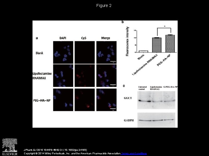 Figure 2 JPharm. Sci 2015 104476 -484 DOI: (10. 1002/jps. 24163) Copyright © 2014