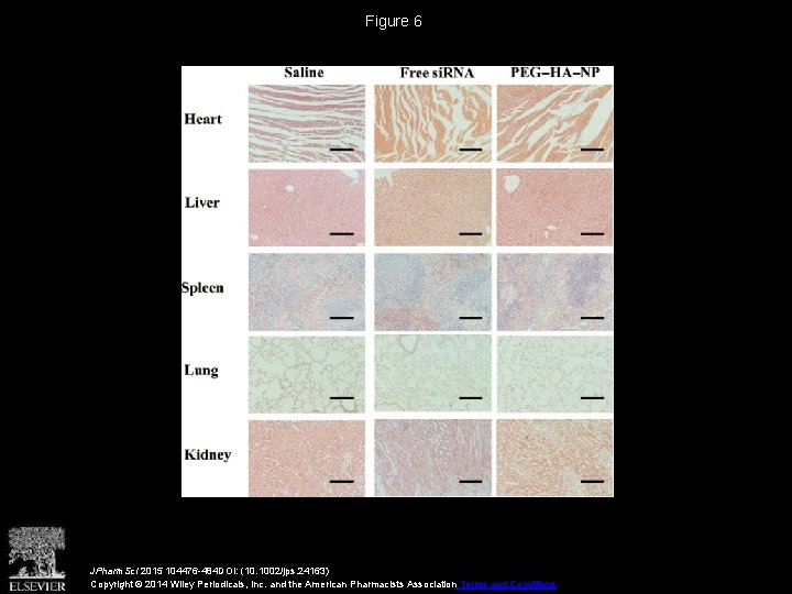 Figure 6 JPharm. Sci 2015 104476 -484 DOI: (10. 1002/jps. 24163) Copyright © 2014