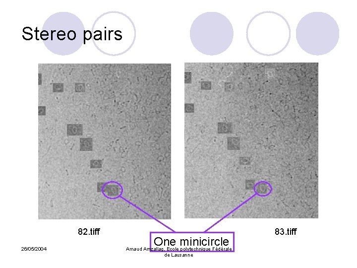 Stereo pairs 82. tiff 26/05/2004 One minicircle Arnaud Amzallag, Ecole polytechnique Fédérale de Lausanne