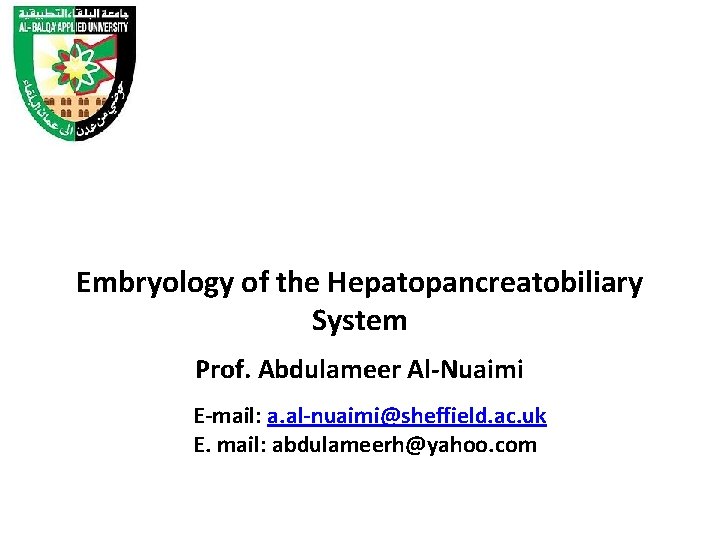 Embryology of the Hepatopancreatobiliary System Prof. Abdulameer Al-Nuaimi E-mail: a. al-nuaimi@sheffield. ac. uk E.