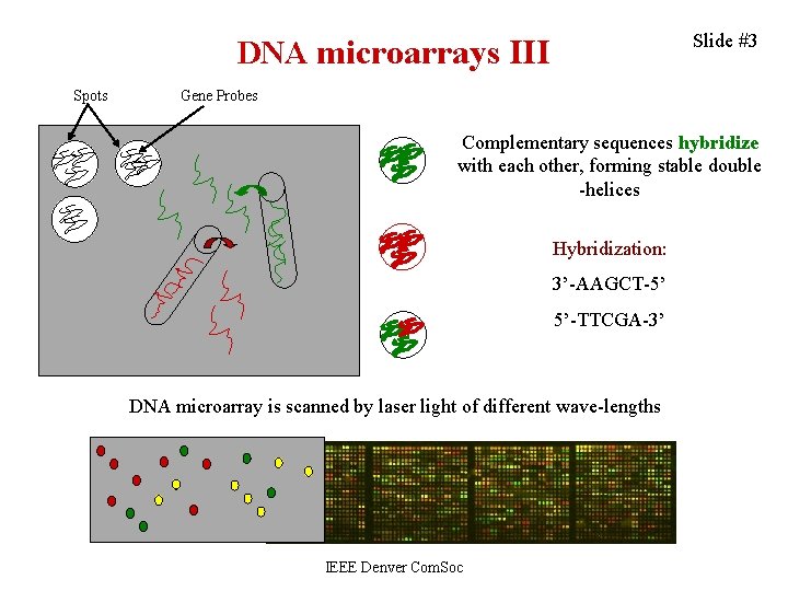 Slide #3 DNA microarrays III Spots Gene Probes Complementary sequences hybridize with each other,