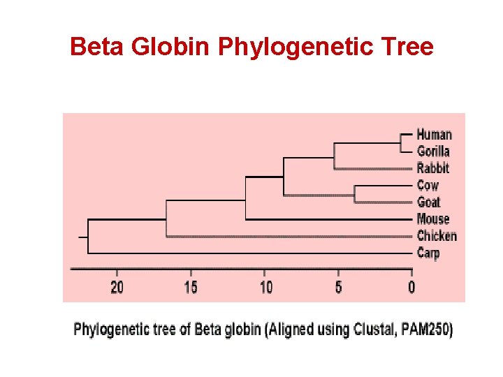 Beta Globin Phylogenetic Tree 