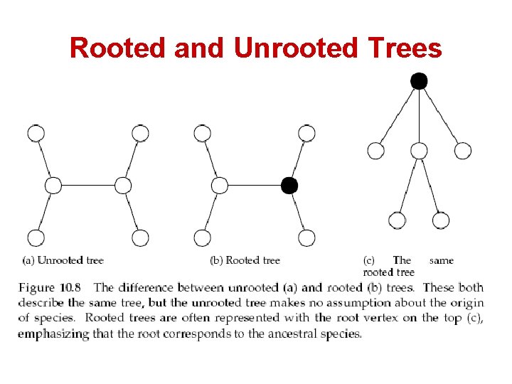 Rooted and Unrooted Trees 