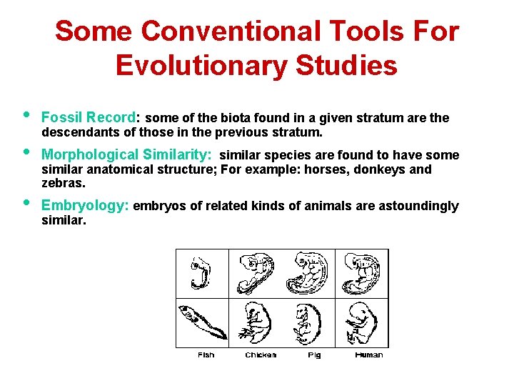 Some Conventional Tools For Evolutionary Studies • Fossil Record: some of the biota found