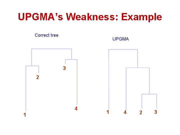 UPGMA’s Weakness: Example Correct tree UPGMA 3 2 4 1 1 4 2 3