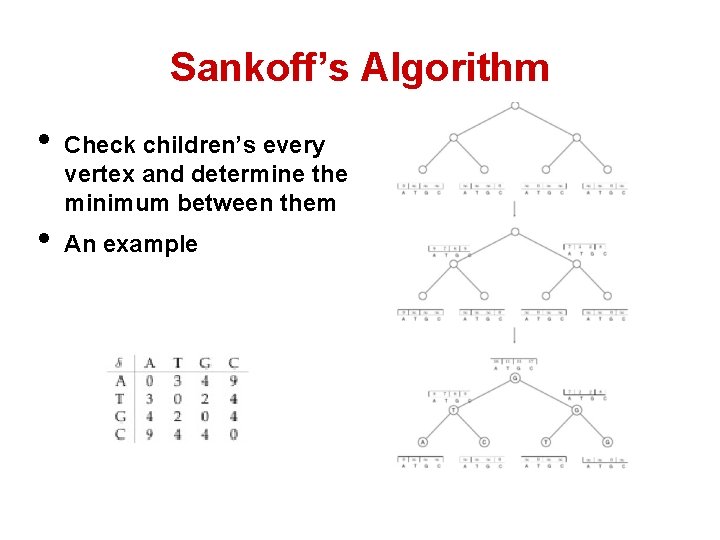 Sankoff’s Algorithm • • Check children’s every vertex and determine the minimum between them