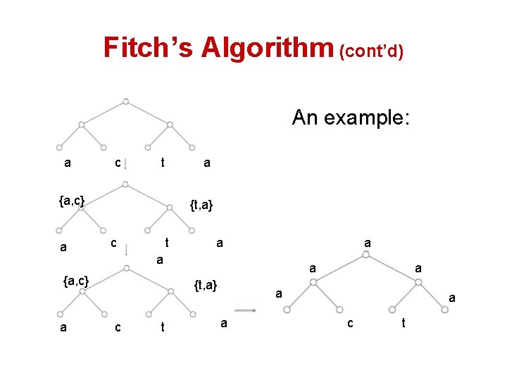 Fitch’s Algorithm (cont’d) An example: a c t a {a, c} a {t, a}