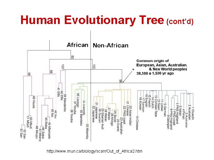 Human Evolutionary Tree (cont’d) http: //www. mun. ca/biology/scarr/Out_of_Africa 2. htm 
