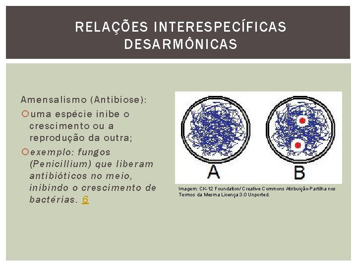 RELAÇÕES INTERESPECÍFICAS DESARMÔNICAS Amensalismo (Antibiose): uma espécie inibe o crescimento ou a reprodução da