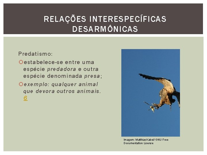 RELAÇÕES INTERESPECÍFICAS DESARMÔNICAS Predatismo: estabelece-se entre uma espécie predadora e outra espécie denominada presa;