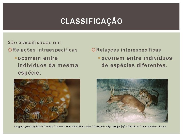 CLASSIFICAÇÃO São classificadas em: Relações intraespecíficas § ocorrem entre indivíduos da mesma espécie. Relações