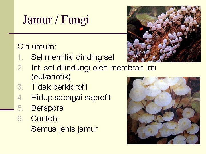 Jamur / Fungi Ciri umum: 1. Sel memiliki dinding sel 2. Inti sel dilindungi