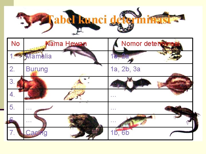 Tabel kunci determinasi No Nama Hewan Nomor determinasi 1. Mamalia 1 a, 2 a