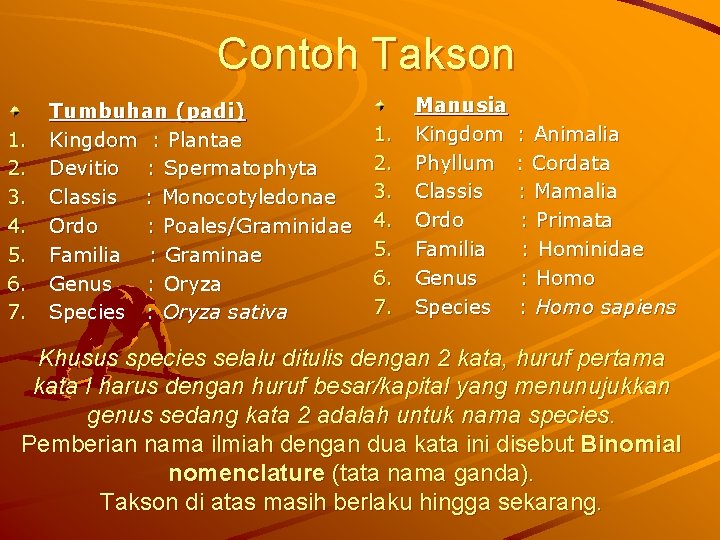 Contoh Takson 1. 2. 3. 4. 5. 6. 7. Tumbuhan (padi) Kingdom : Plantae