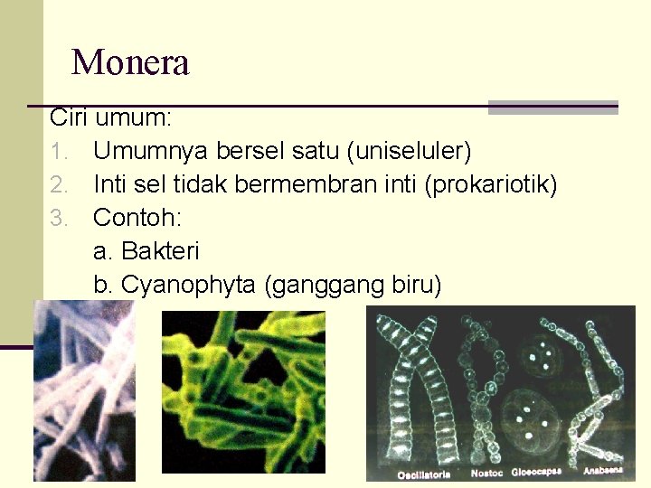 Monera Ciri umum: 1. Umumnya bersel satu (uniseluler) 2. Inti sel tidak bermembran inti