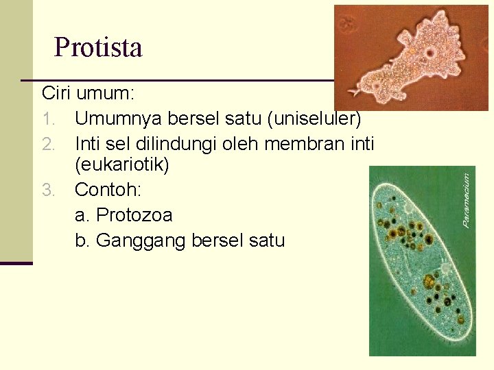 Protista Ciri umum: 1. Umumnya bersel satu (uniseluler) 2. Inti sel dilindungi oleh membran