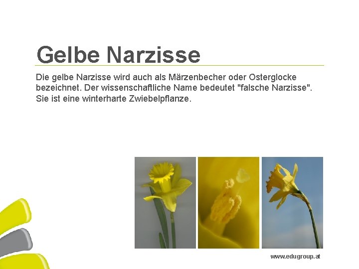 Gelbe Narzisse Die gelbe Narzisse wird auch als Märzenbecher oder Osterglocke bezeichnet. Der wissenschaftliche