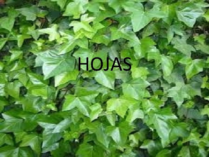 HOJAS 