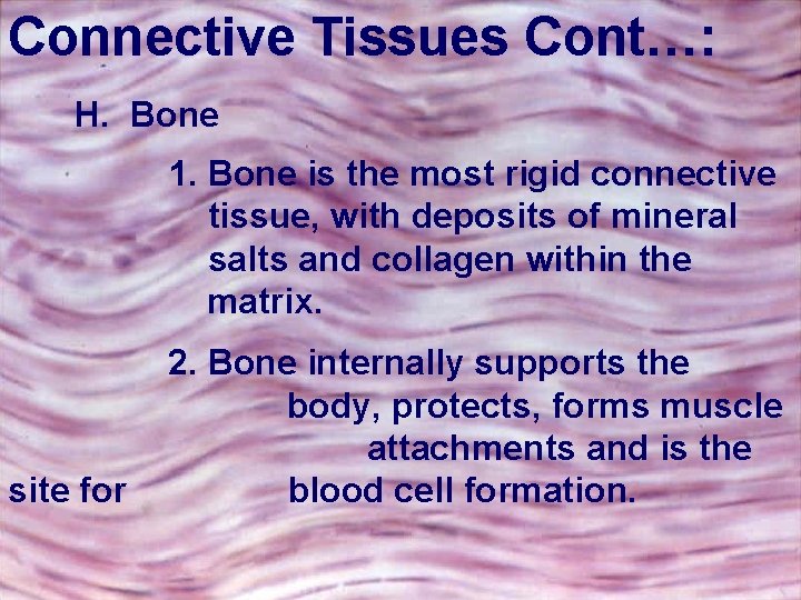 Connective Tissues Cont…: H. Bone 1. Bone is the most rigid connective tissue, with