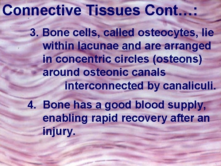 Connective Tissues Cont…: 3. Bone cells, called osteocytes, lie within lacunae and are arranged