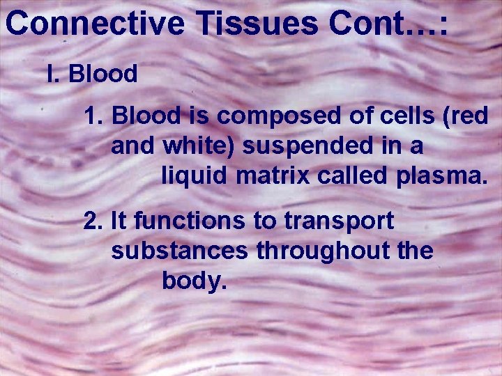 Connective Tissues Cont…: I. Blood 1. Blood is composed of cells (red and white)
