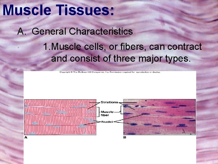 Muscle Tissues: A. General Characteristics 1. Muscle cells, or fibers, can contract and consist