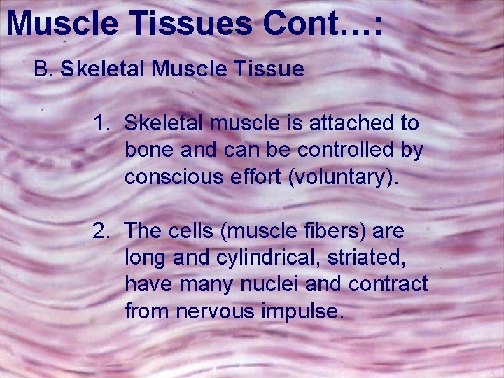 Muscle Tissues Cont…: B. Skeletal Muscle Tissue 1. Skeletal muscle is attached to bone