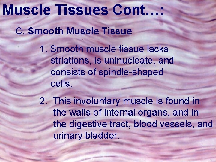 Muscle Tissues Cont…: C. Smooth Muscle Tissue 1. Smooth muscle tissue lacks striations, is