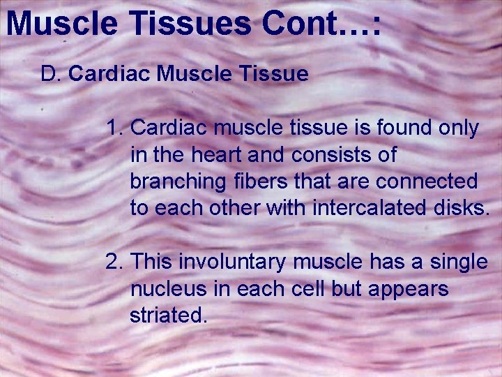Muscle Tissues Cont…: D. Cardiac Muscle Tissue 1. Cardiac muscle tissue is found only