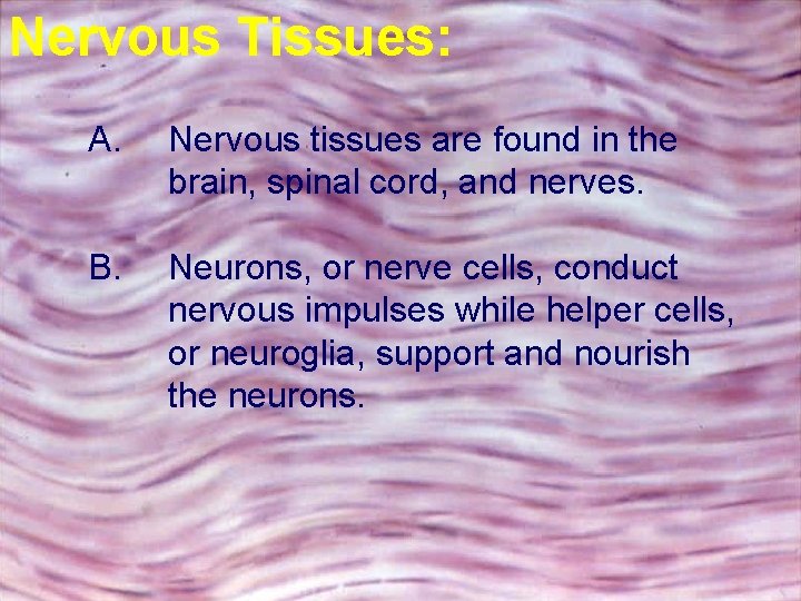 Nervous Tissues: A. Nervous tissues are found in the brain, spinal cord, and nerves.